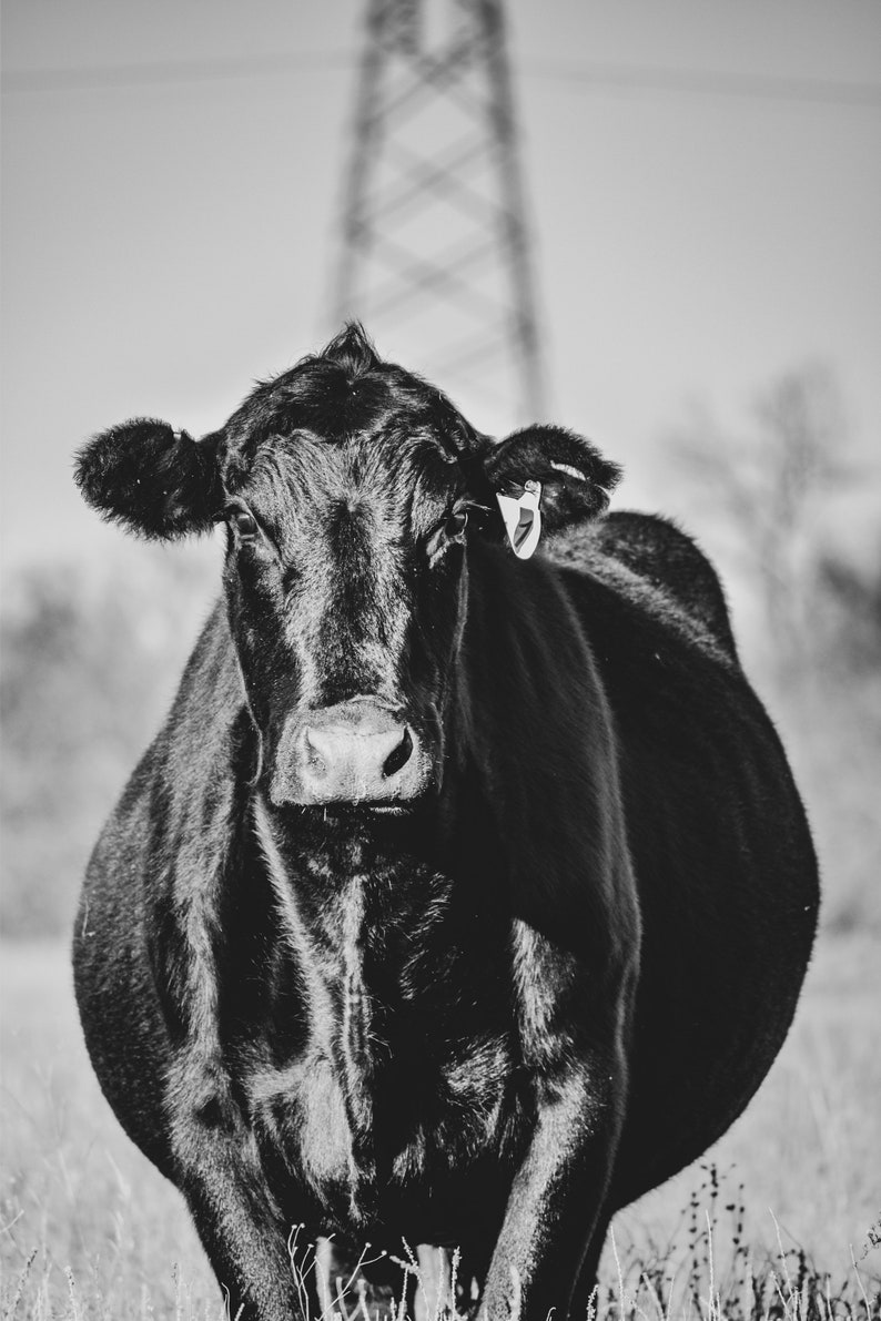 Black & White Angus Cow Canvas Print Etsy
