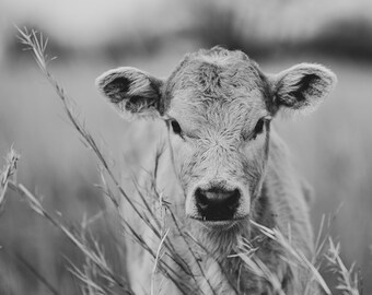 May include: A black and white photo of a young calf standing in a field of tall grass. The calf is looking directly at the camera with its large, dark eyes.