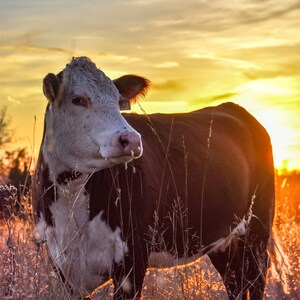 Hereford Canvas Print
