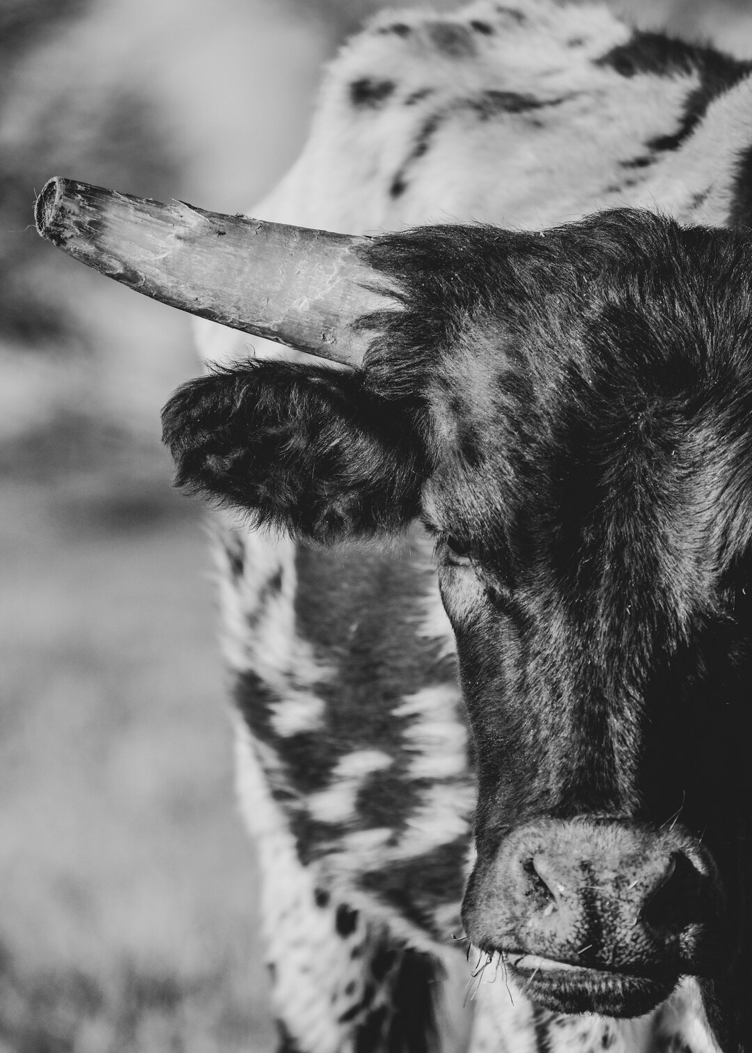 Longhorn Black & White Canvas Print Etsy