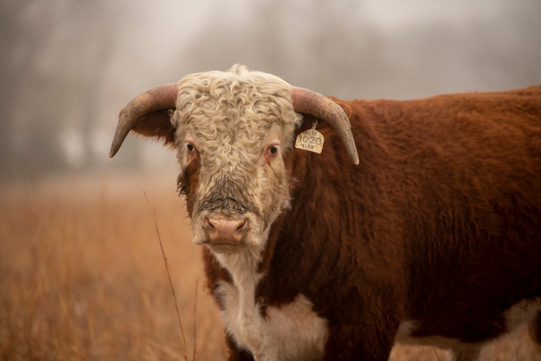 Hereford Bull, Canvas Print Etsy