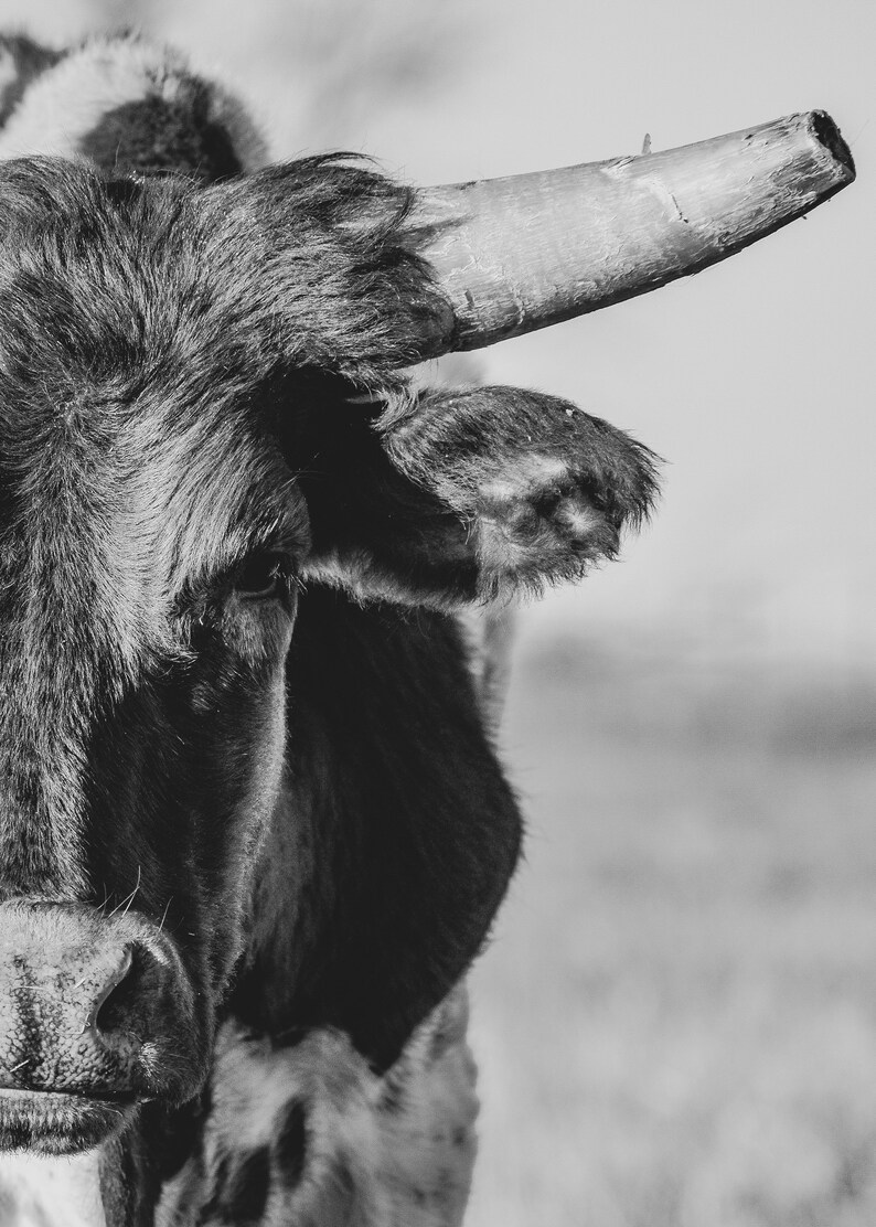 Longhorn Black & White Canvas Print - Etsy