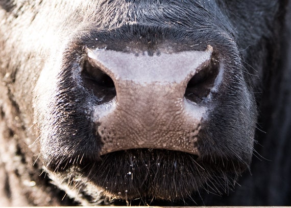 Cow Nose Canvas Print | Etsy