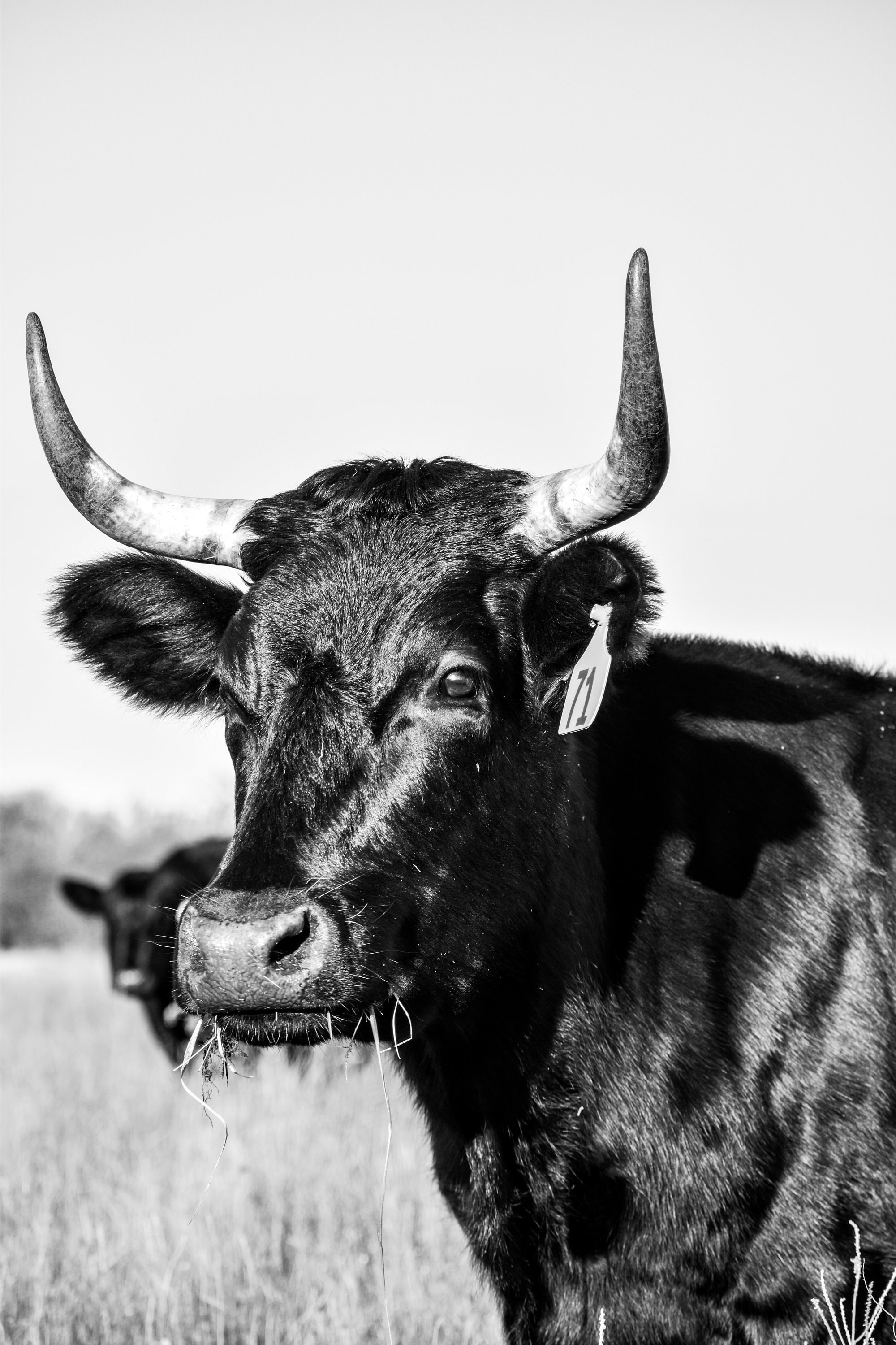 Black &amp; White Longhorn Canvas Print - Etsy