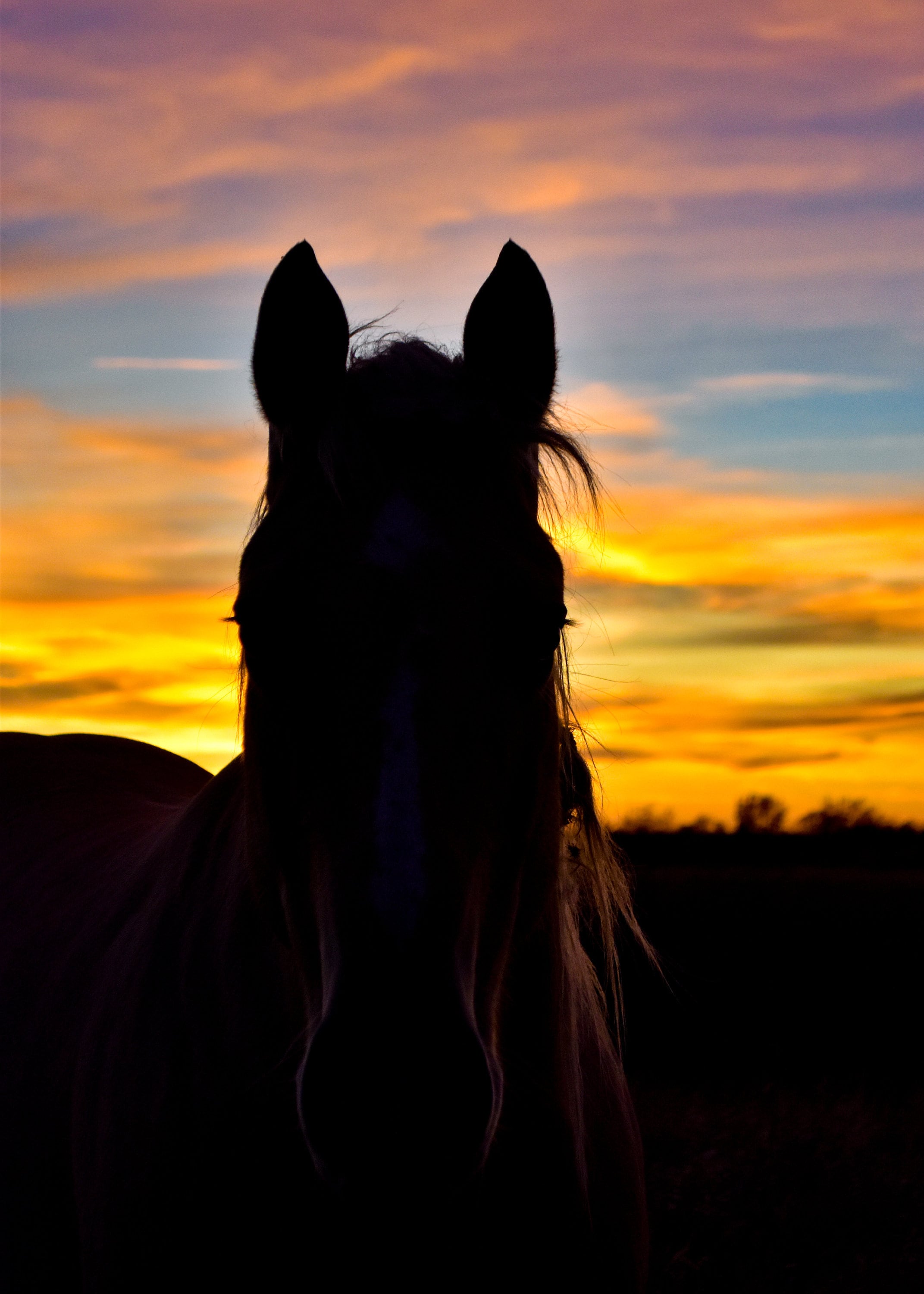 Horse Silhouette \u0026 Sunset Canvas Print, image size:2143x3000