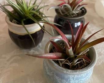 Ceramic Holder with one air plant