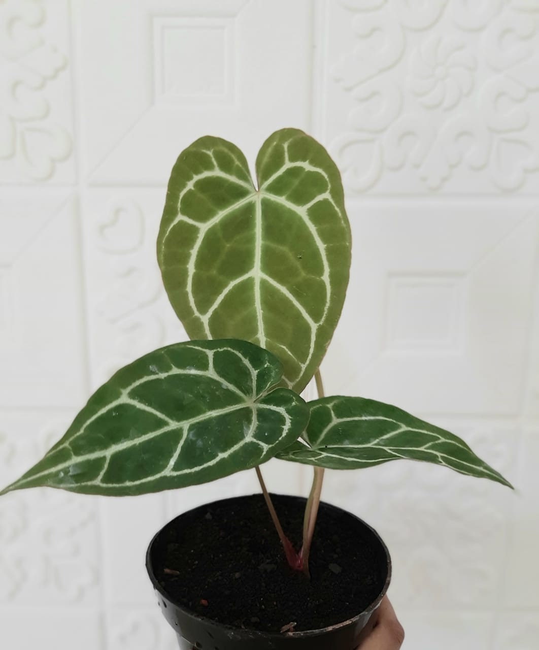 US Seller, Anthurium Crystallinum