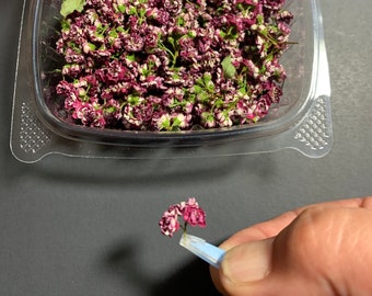Wine Colored Flowers Etsy