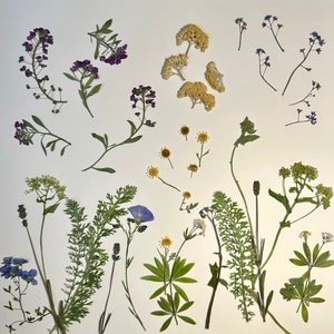 Edible And Organic Pressed And Dried Edible Flowers For Decorating