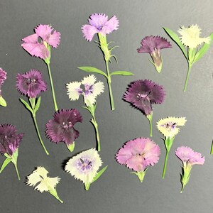 Mix Color Dried Organically Grown And Edible Dianthus Real Flowers