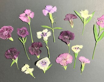 Mix Color Dried Organically Grown And Edible Dianthus Real Flowers