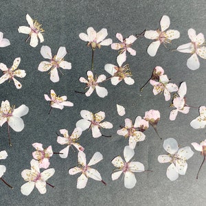 Fleurs de cerisier roses tendres biologiques pressées et séchées