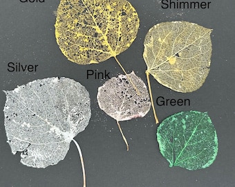 15 Shimmering Edible Aspen Skeleton Leaves
