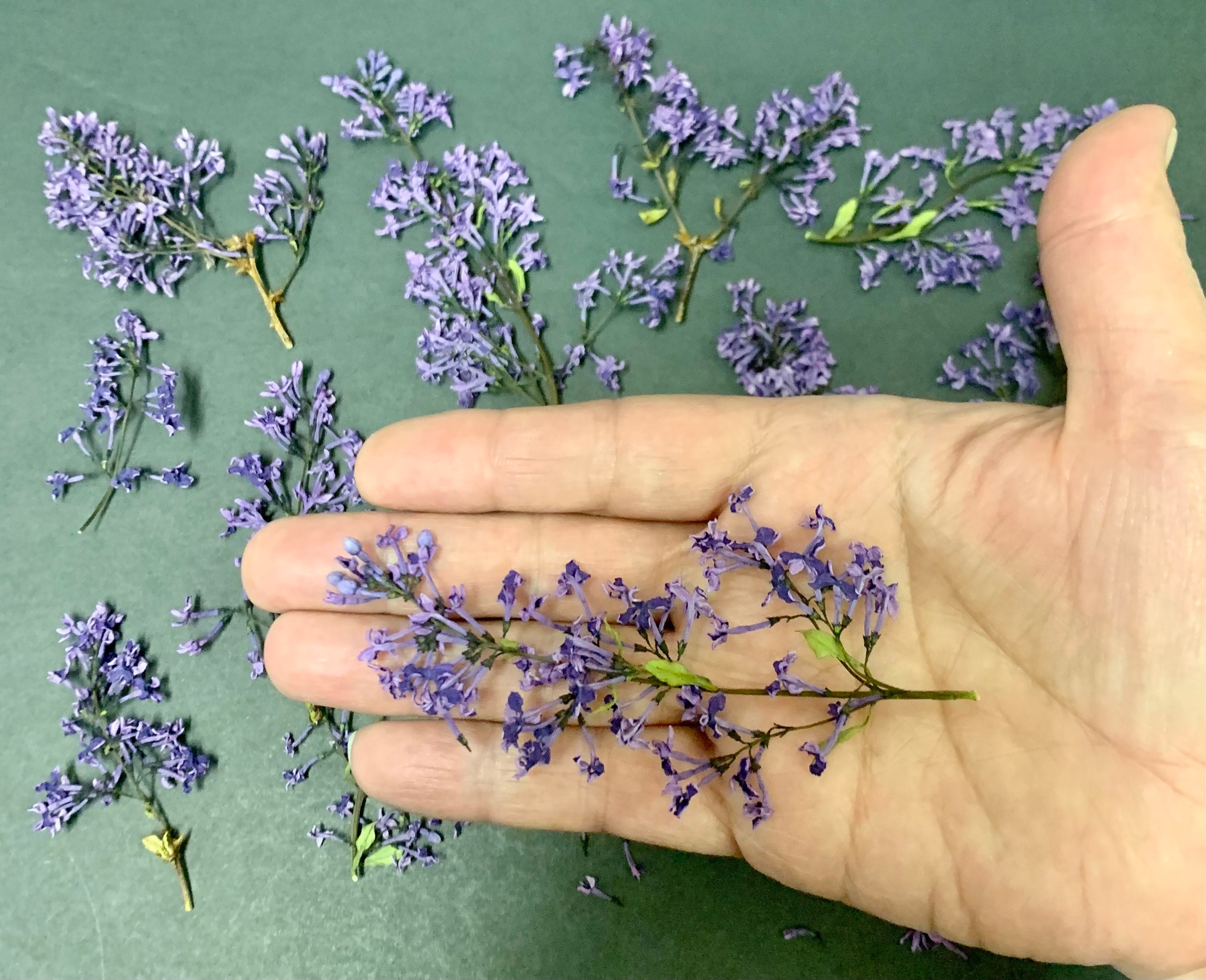Dried Purple Lilacs on Stems Etsy