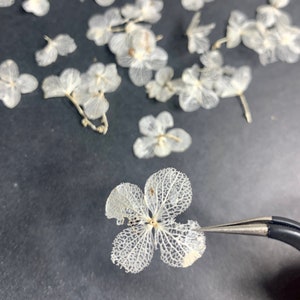 Organic Dried Skeleton Hydrangea’s