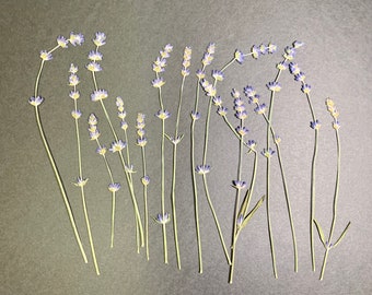 May include: A collection of dried lavender flowers with purple blooms and green stems arranged on a gray background.