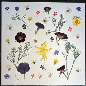 Edible And Organic Pressed And Dried Edible Flowers For Decorating