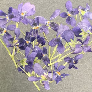 Violettes de violettes pressées et séchées biologiques 30 fleurs pressées