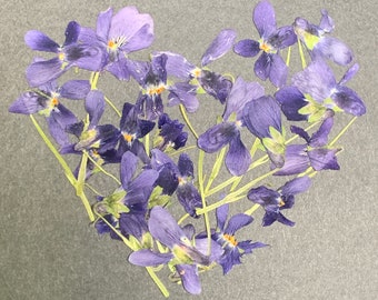 Violets Pressed And Dried Organic Violets 30 Pressed Flowers