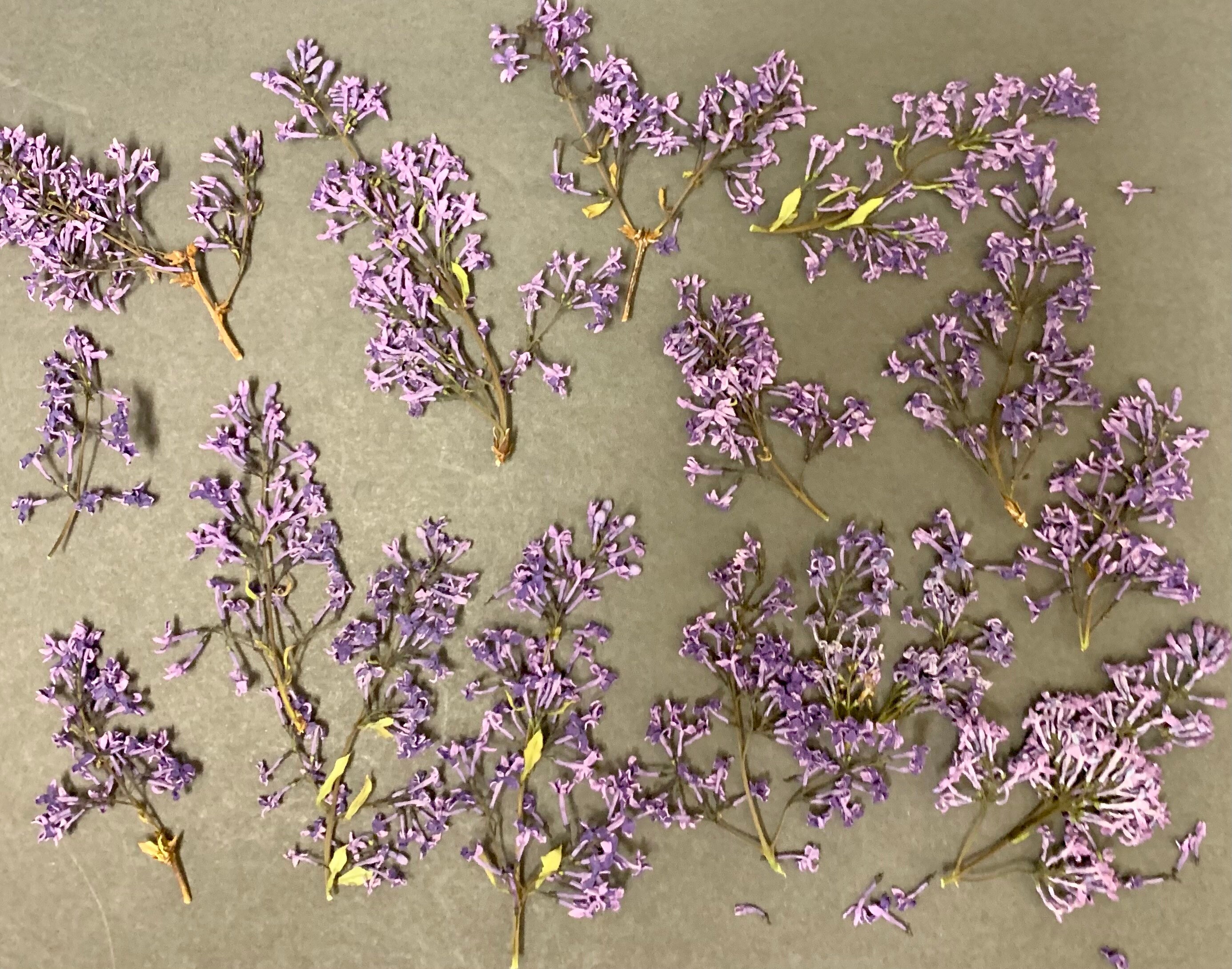 Dried Purple Lilacs on Stems Etsy