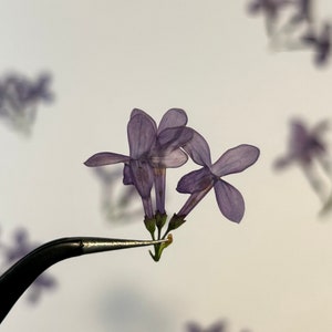 20 Organic Edible Lilac Clusters