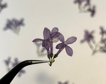 20 Organic Edible Lilac Clusters