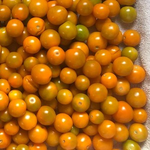 Yellow Cherry Heirloom Organic Tomato Seeds