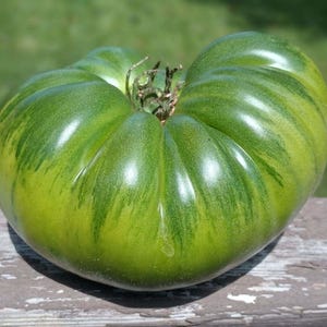 May include: A large, green, striped heirloom tomato with a slightly heart-shaped form. The tomato has a glossy, smooth skin and is sitting on a weathered wooden surface.