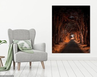 Beautiful CA Tree Tunnel