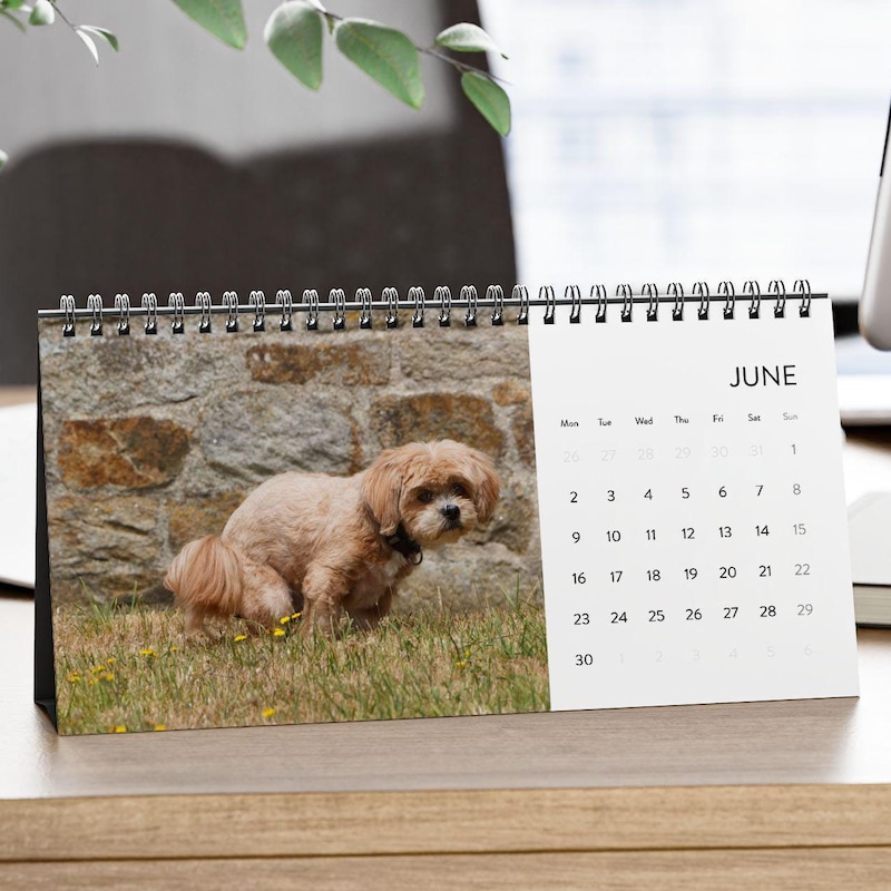 Pooping Dogs Calendar 2025 Etsy