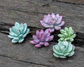 Succulent plant pin, Echeveria jewelry brooch, Succulents accessory, Succulent boutonniere, Plant accessories, Succulents gift, Pin brooch