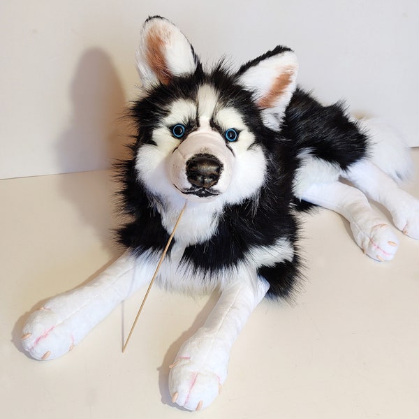 FINISHED PRODUCT! Life-size Siberian HUSKY Plush Dog/ Weighted and floppy plush from Luxury faux furs/ Black&White Husky