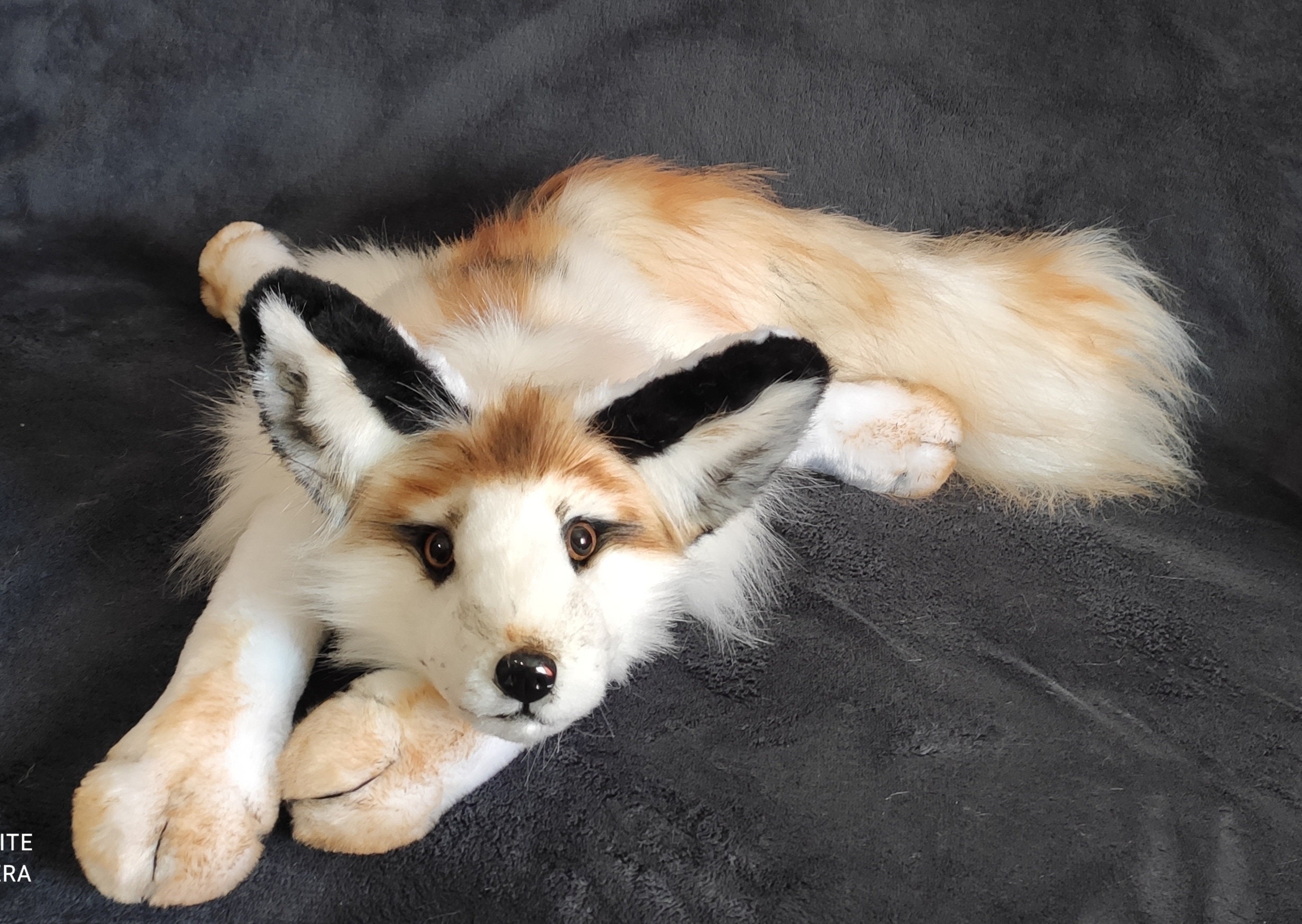 canadian marble fox for sale in texas