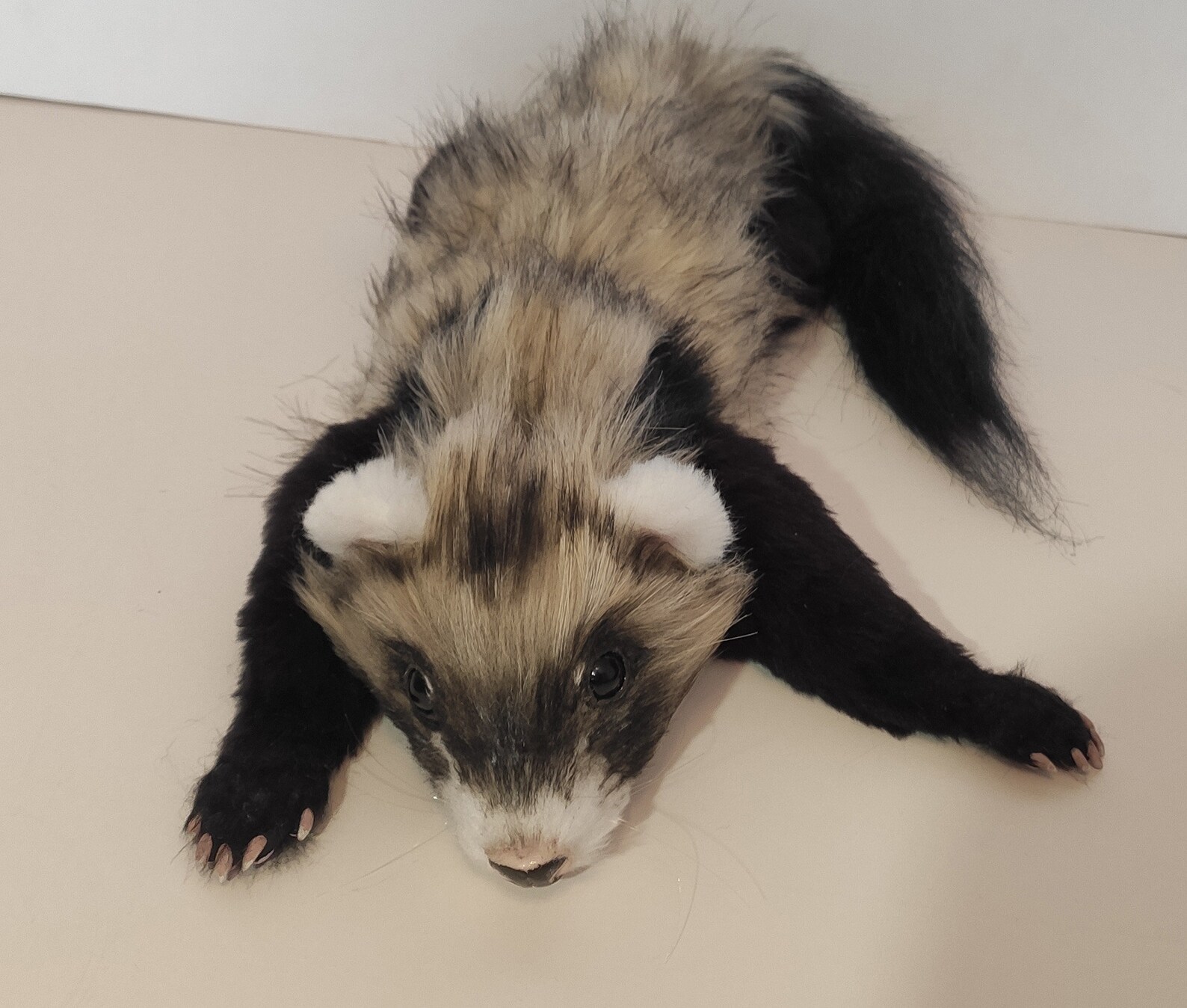 peluche furet