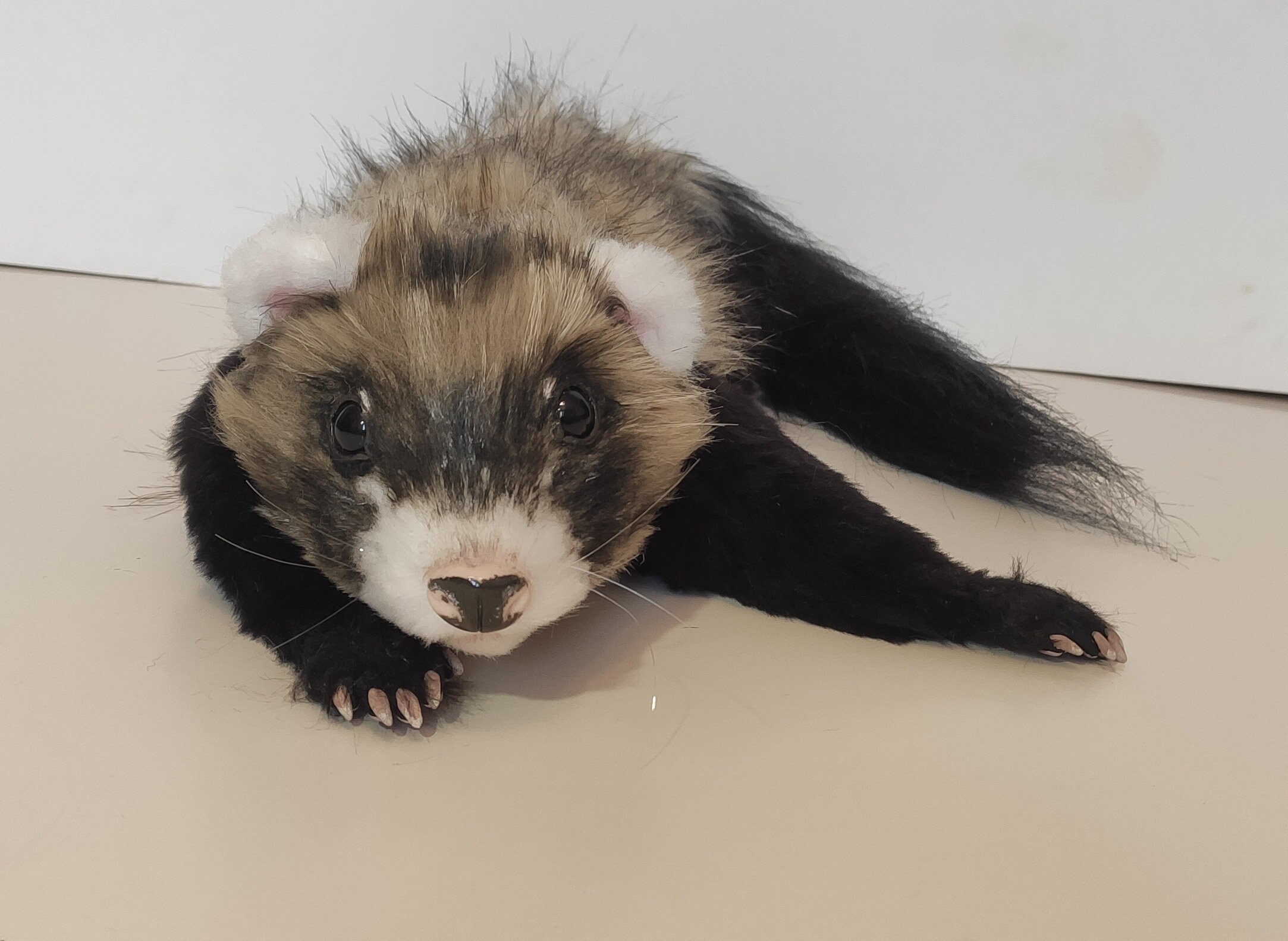 To order only for October 2021 FERRET plush toy art doll/ Etsy
