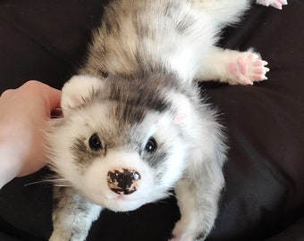 Ferret Realistic Poseable Toy MADE to ORDER - Etsy