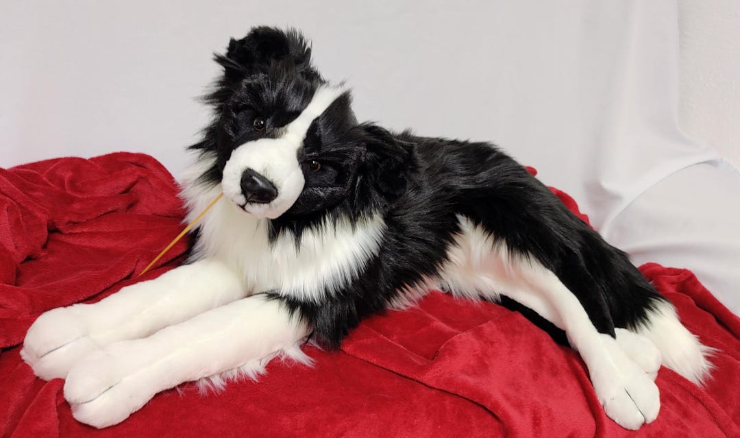 受注生産！在庫なし！重みのある、柔らかい等身大ボーダーコリーの