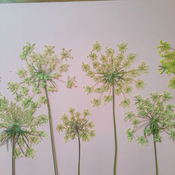 Dry Flower Art Etsy