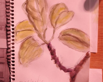 Magnolia, botanical study