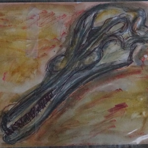 Cranio delfino, studio