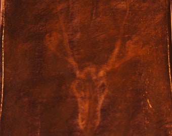 Caribou Skull studie (reliëf afbeelding)