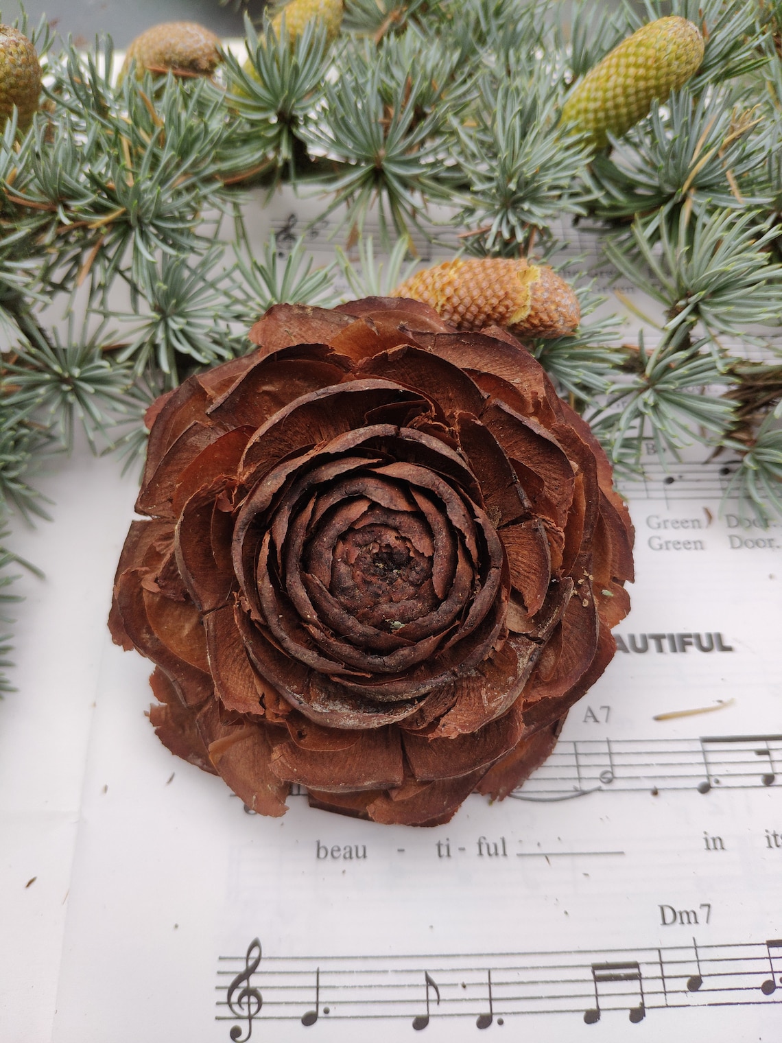 Rare English Grown Cedar Rose Deodar Pine Cones Eternity Roses Etsy
