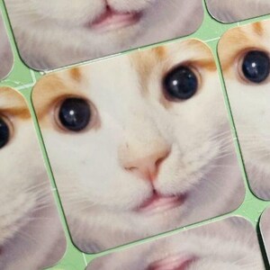 Head Empty Cat Meme Sticker