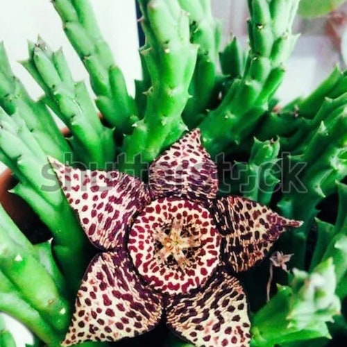 RARE Stapelia desmantia variegated small rooted cutting / offset