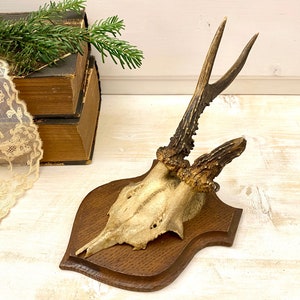 Antique roe deer antler mount, vintage mounted antler trophy, rustic cabin wall decor, German hunting trophy