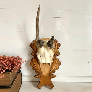 Vintage roe deer antler mount with abnormal horn and carved shield,  rustic cabin wall decor, German hunting trophy