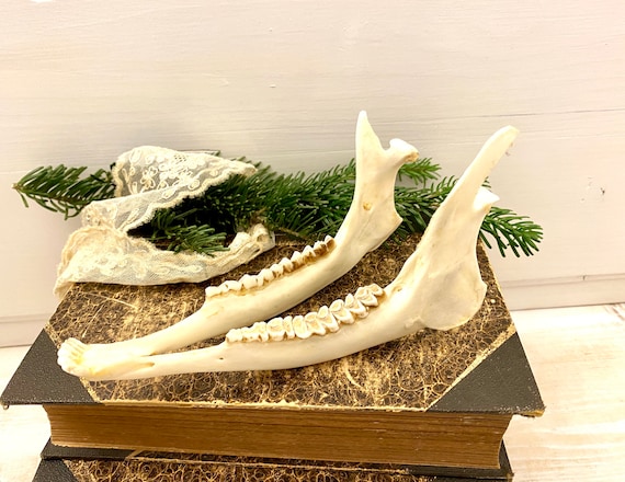 VINTAGE JAW BONE CALIFORNIA FREE FORM