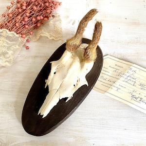 Vintage small velvet roe deer antler mount, mounted hunting trophy, rustic cabin wall decor