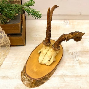 May include: A set of deer antlers mounted on a wooden plaque. The antlers are brown and have a natural finish. The plaque is made of wood and has a light brown colour.