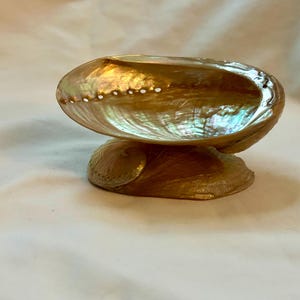 May include: Abalone shell bowl, iridescent with shades of gold, brown, and blue. The bowl sits atop a smaller shell, creating a decorative display. The shell's surface has a pearlescent sheen, reflecting light.